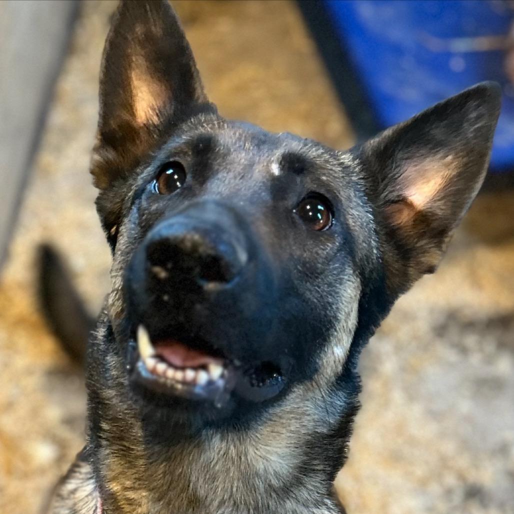 Enlarge Roo *Foster to Adopt*, a Adoptable German Shepherd Dog in Van Horne, IA image 3/3