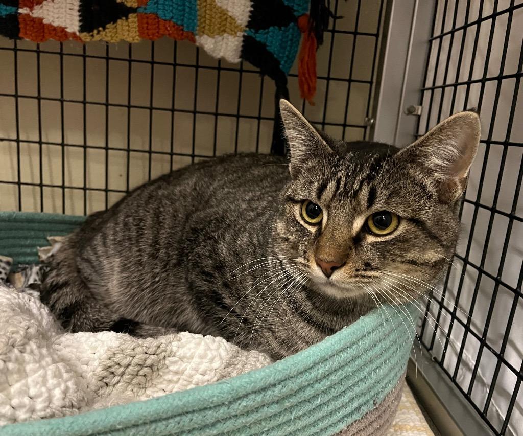 Enlarge Andalusite, a Adoptable mixed breed in Raleigh, NC image 2/6