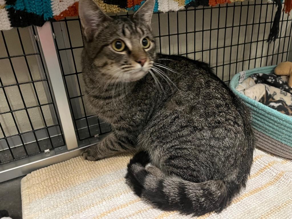 Enlarge Andalusite, a Adoptable mixed breed in Raleigh, NC image 3/6