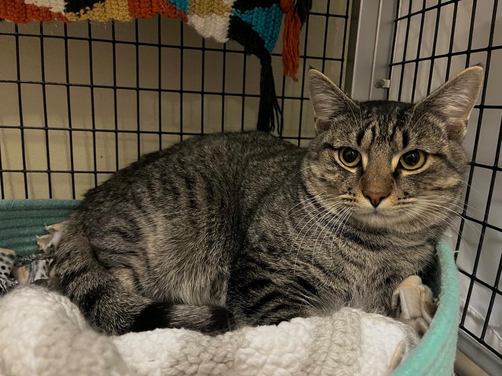 Enlarge Andalusite, a Adoptable mixed breed in Raleigh, NC image 4/6