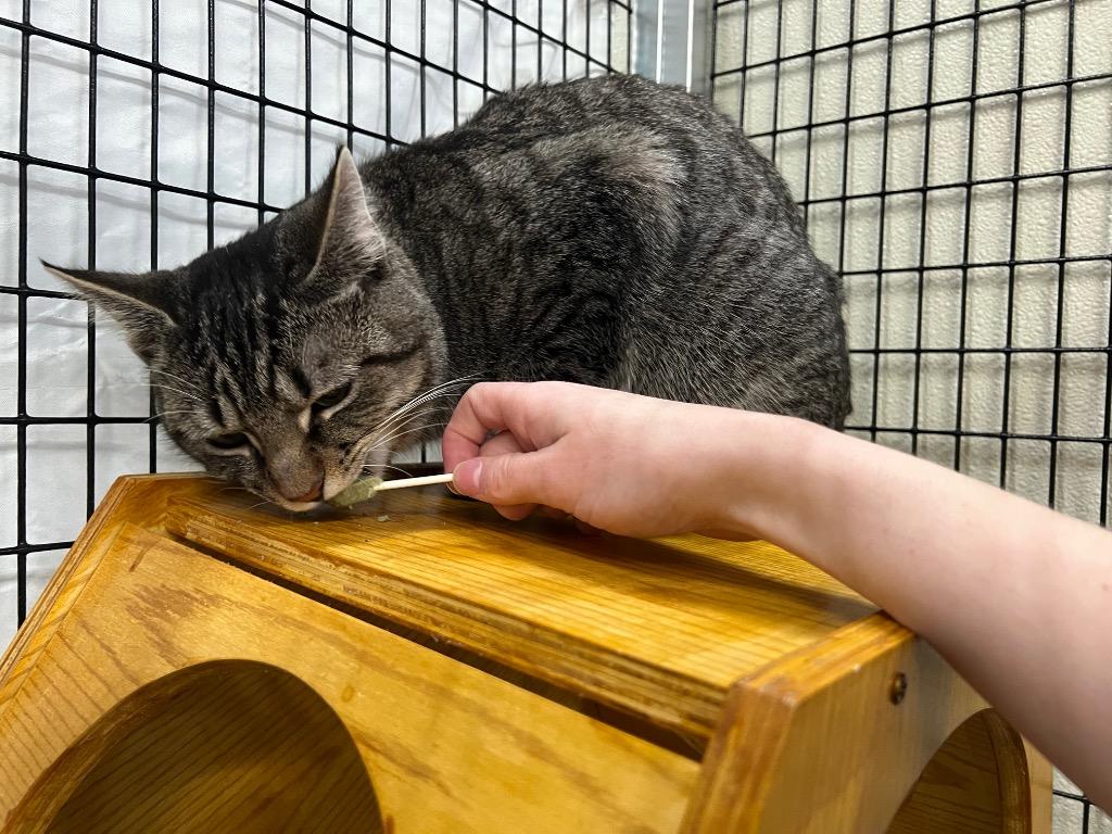 Enlarge Andalusite, a Adoptable mixed breed in Raleigh, NC image 5/6