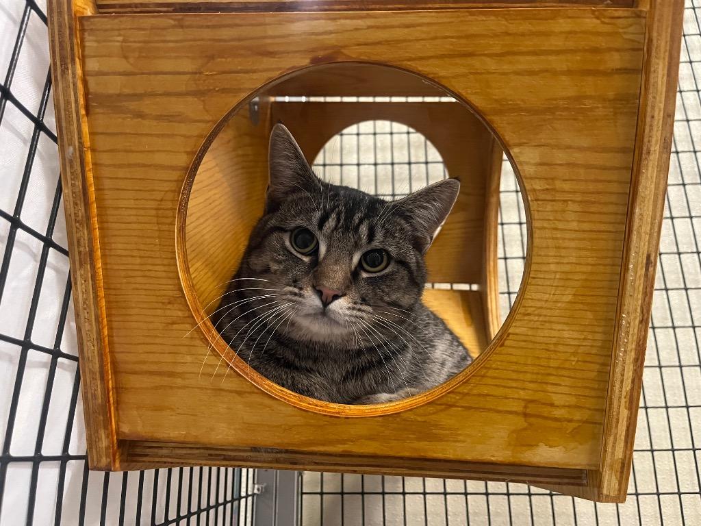 Enlarge Andalusite, a Adoptable mixed breed in Raleigh, NC image 6/6