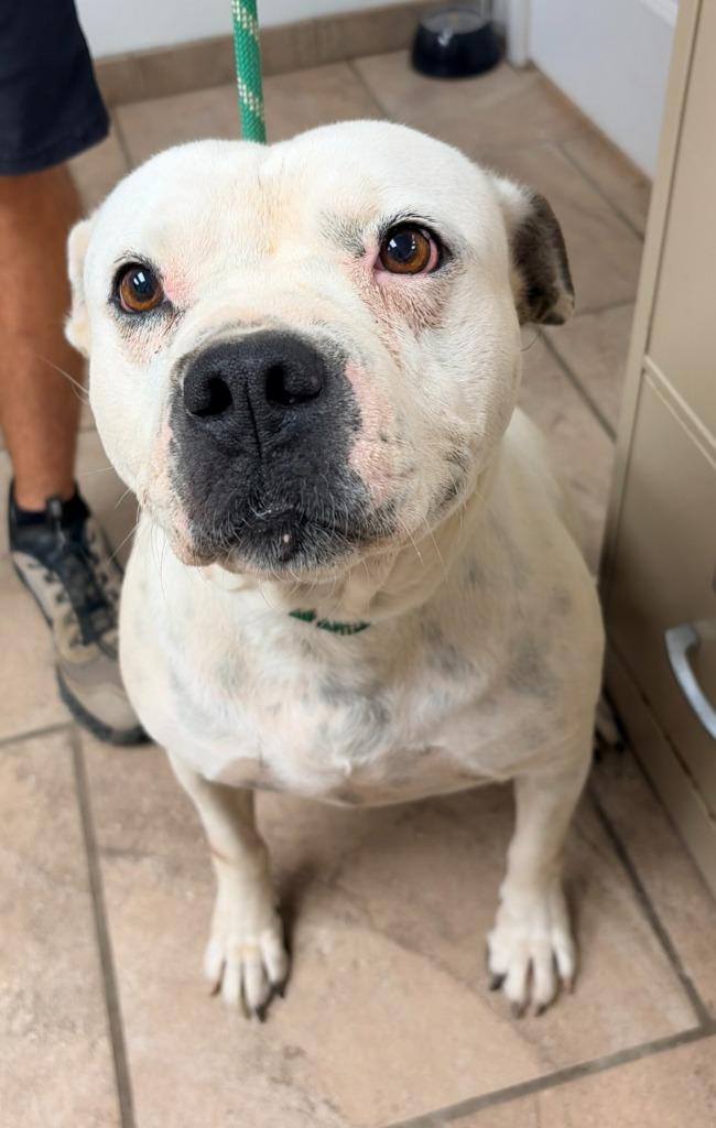 Moo Moo, Adoptable, Adult Female Pit Bull Terrier.