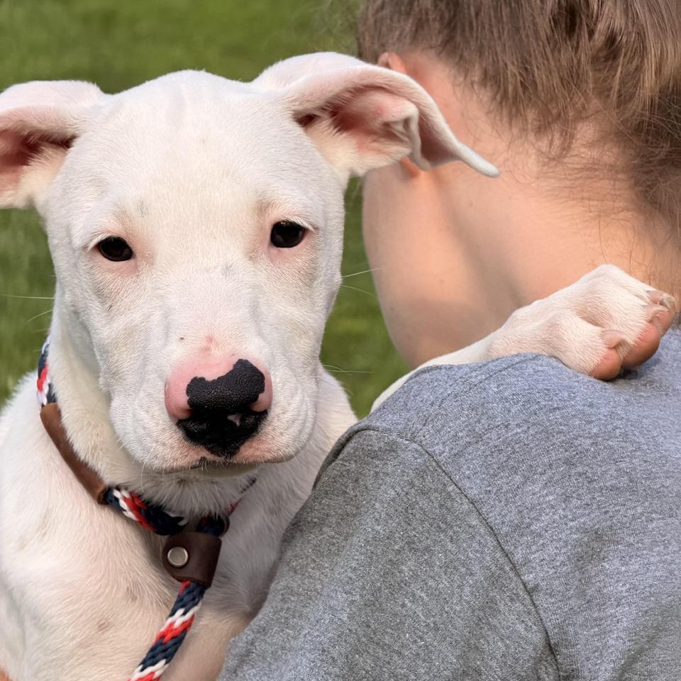 Capri, a Adoptable mixed breed in Sparta, NJ image 1/5