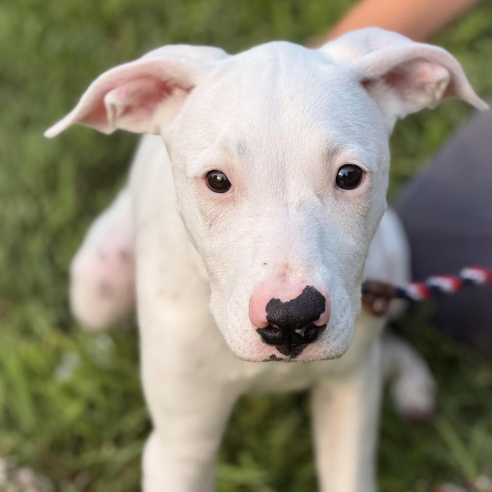 Capri, a Adoptable mixed breed in Sparta, NJ image 2/5