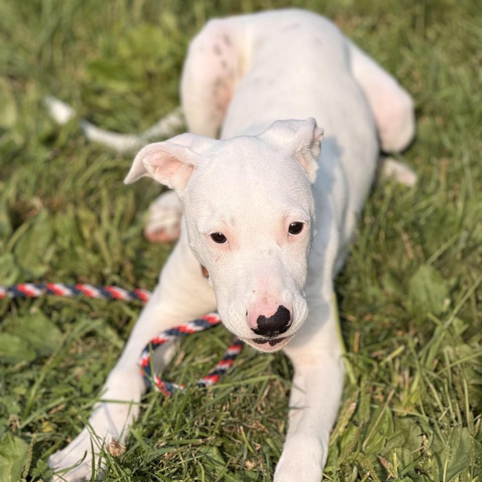 Capri, a Adoptable mixed breed in Sparta, NJ image 3/5