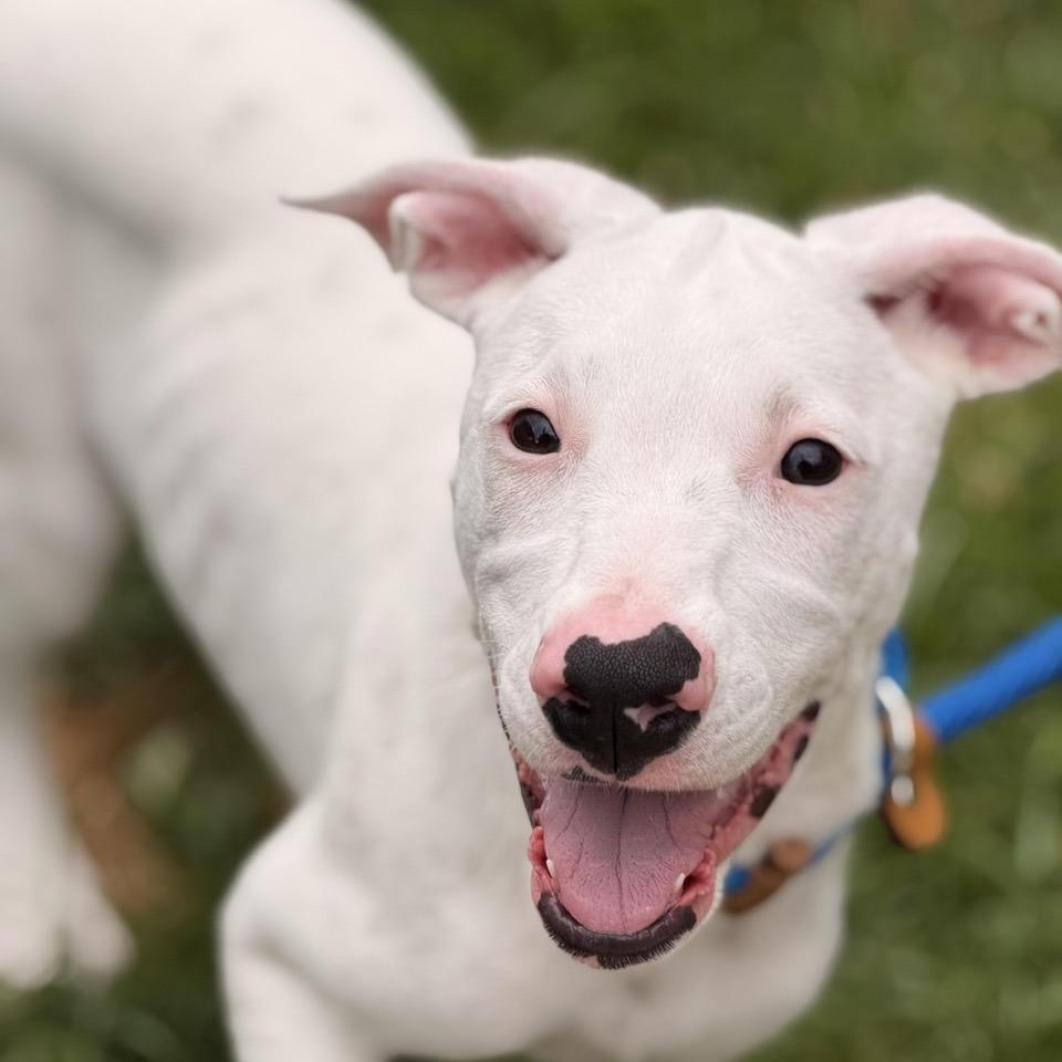 Capri, a Adoptable mixed breed in Sparta, NJ image 4/5