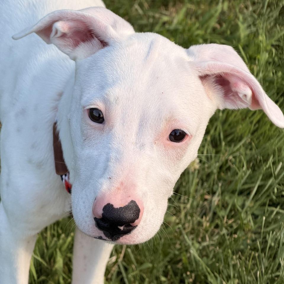 Capri, a Adoptable mixed breed in Sparta, NJ image 5/5