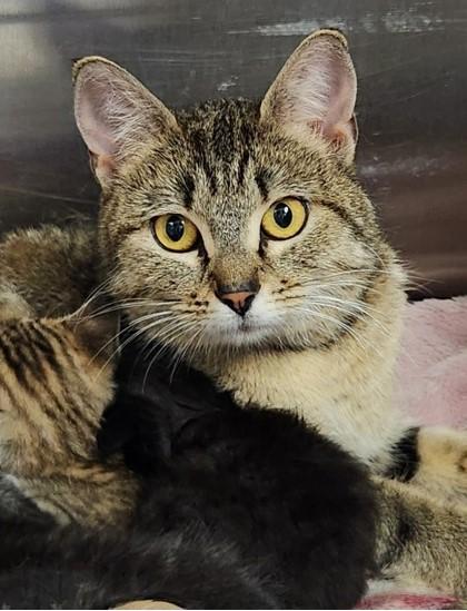 Enlarge Dewberry - Barn Cat, a ADOPTABLE Domestic Short Hair in Butte, MT image 1/1