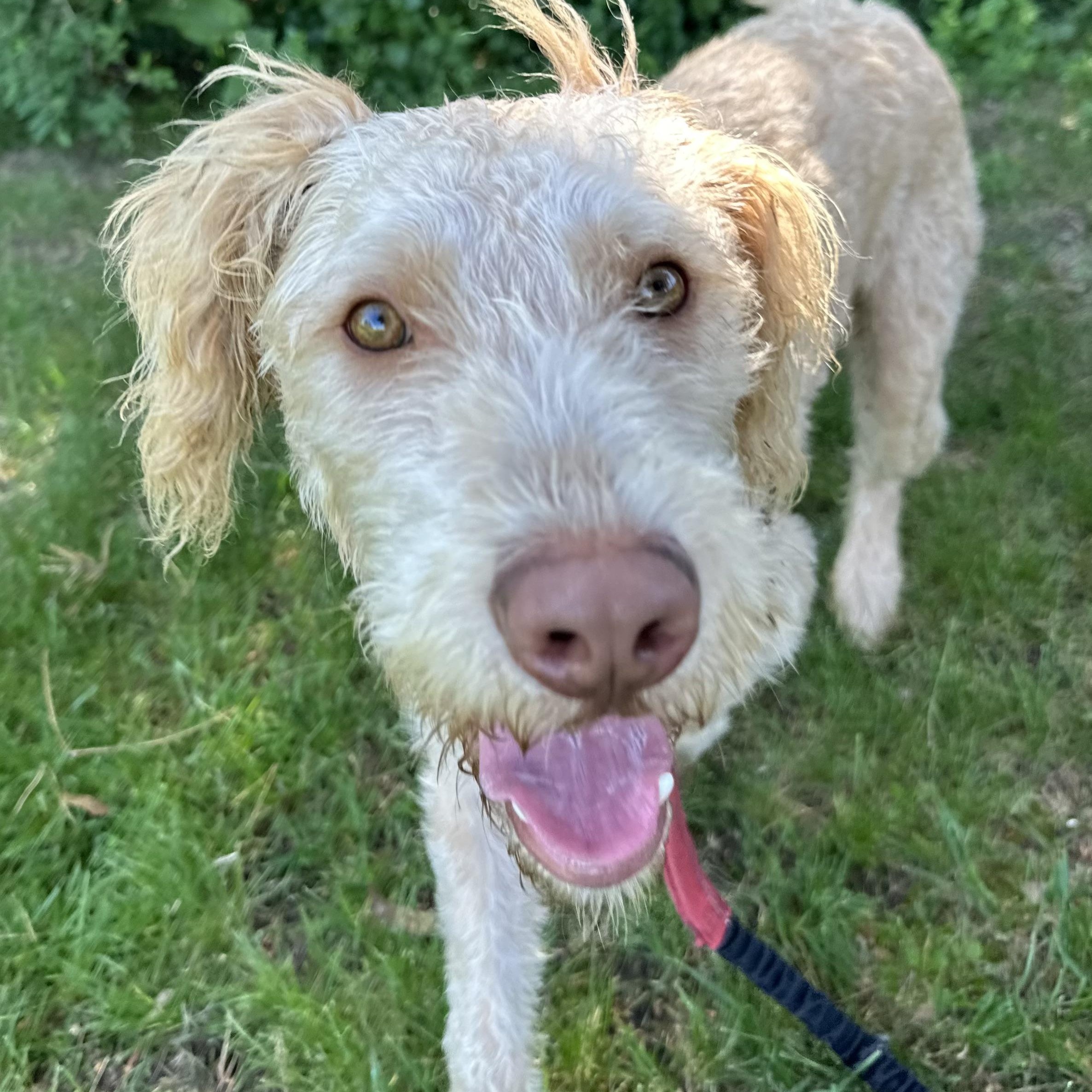 Neyland - Foster Home Needed, Young Male Poodle