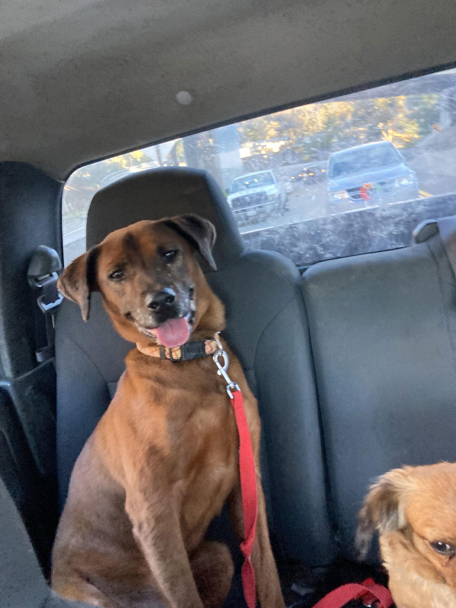 Red, Adoptable, Senior Male Shepherd.