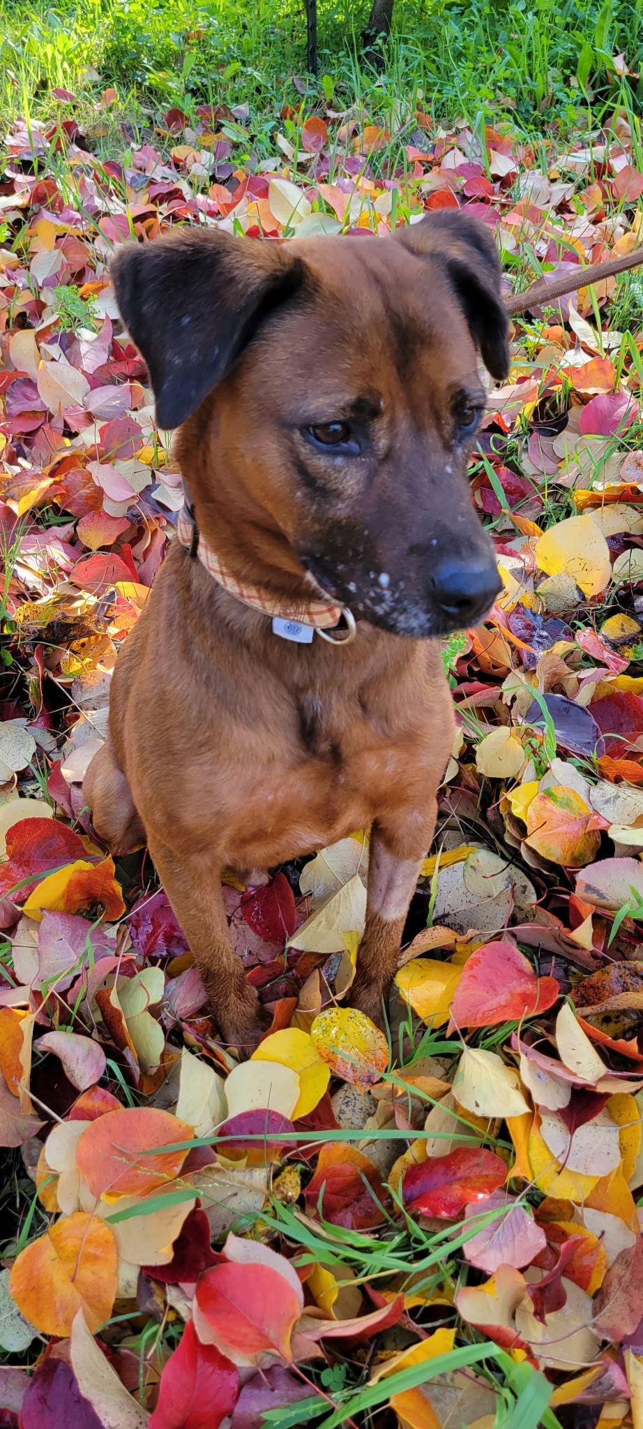 Enlarge Red, a Adoptable Shepherd in San Diego, CA image 2/3
