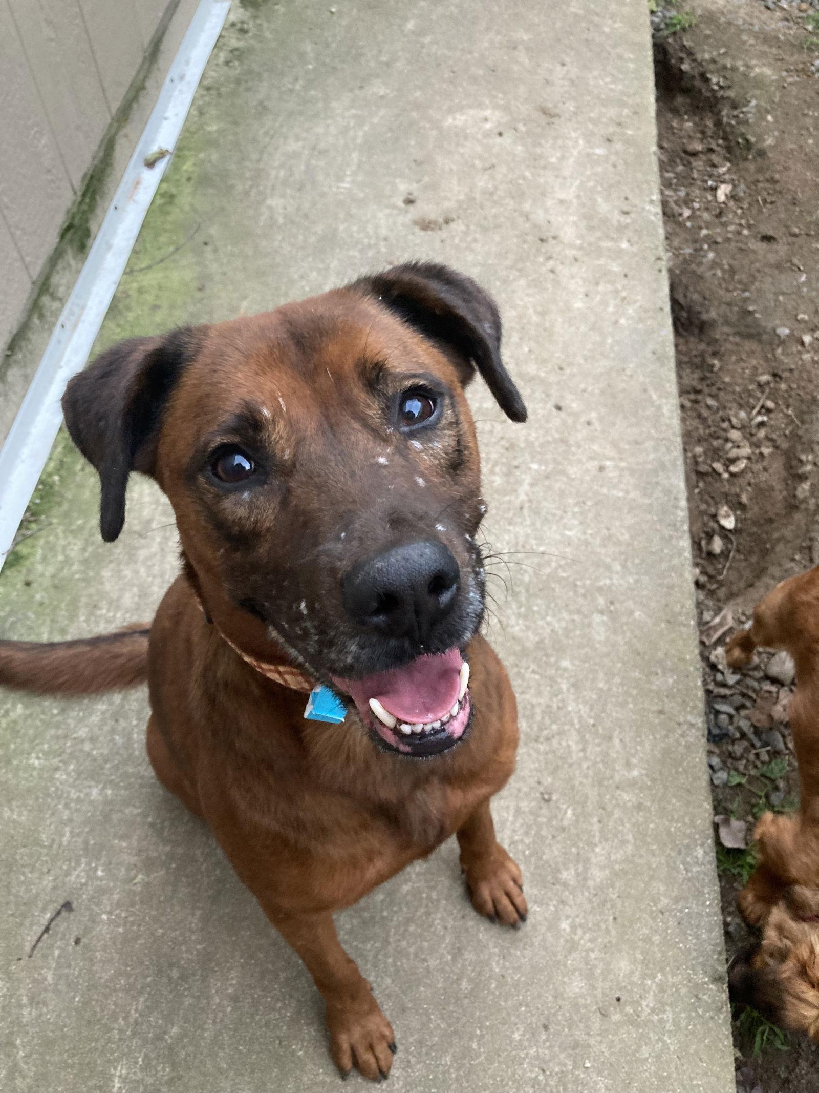 Enlarge Red, a Adoptable Shepherd in San Diego, CA image 3/3