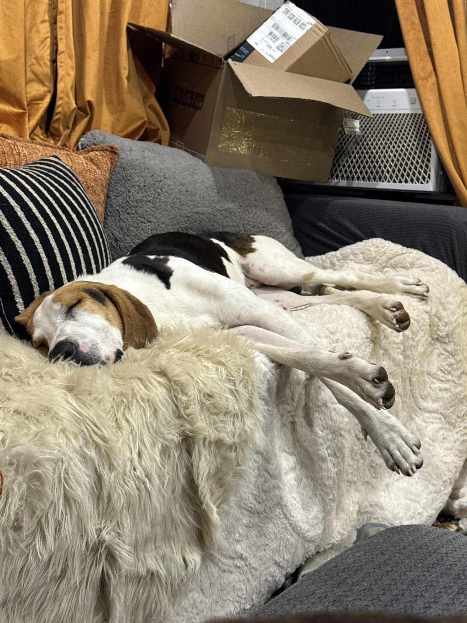 Woody , a ADOPTABLE Treeing Walker Coonhound in Saint Charles, MO image 3/3