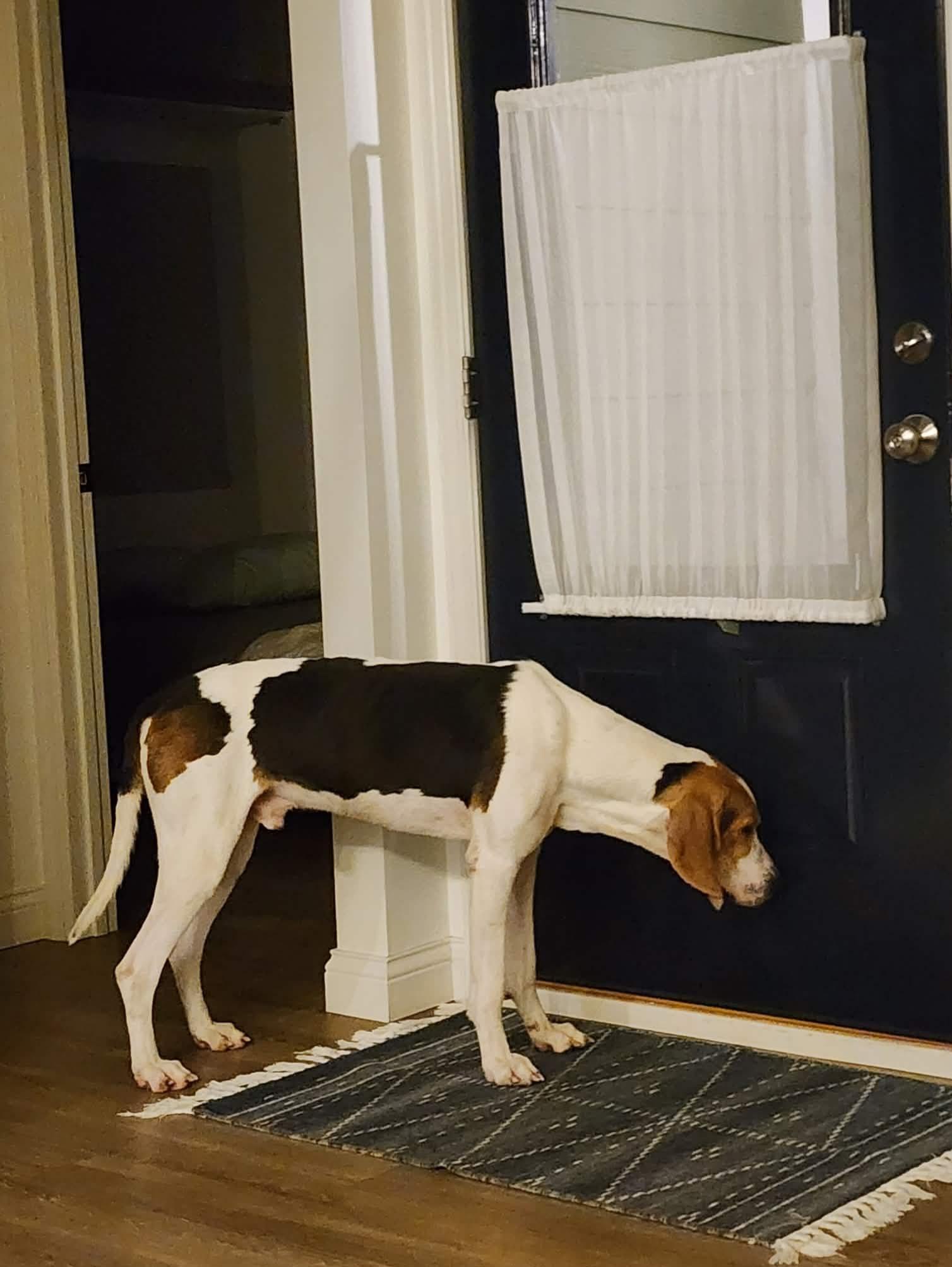 Woody , a ADOPTABLE Treeing Walker Coonhound in Saint Charles, MO image 2/3