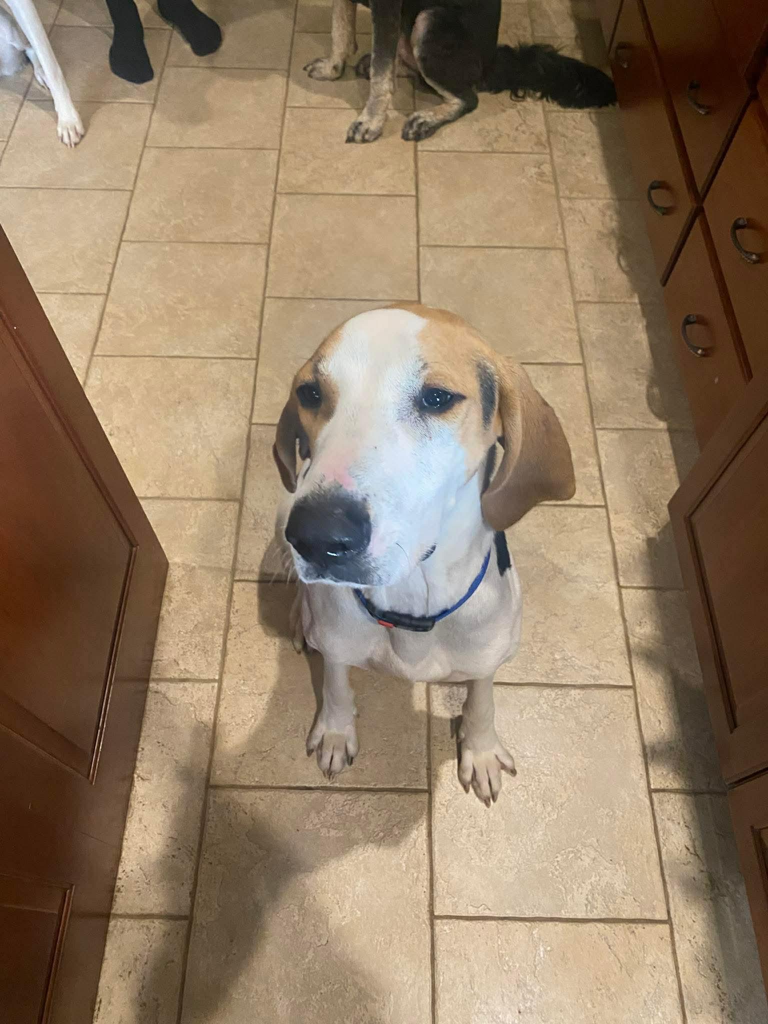 Enlarge Woody , an adopted Treeing Walker Coonhound in Saint Charles, MO image 2/5