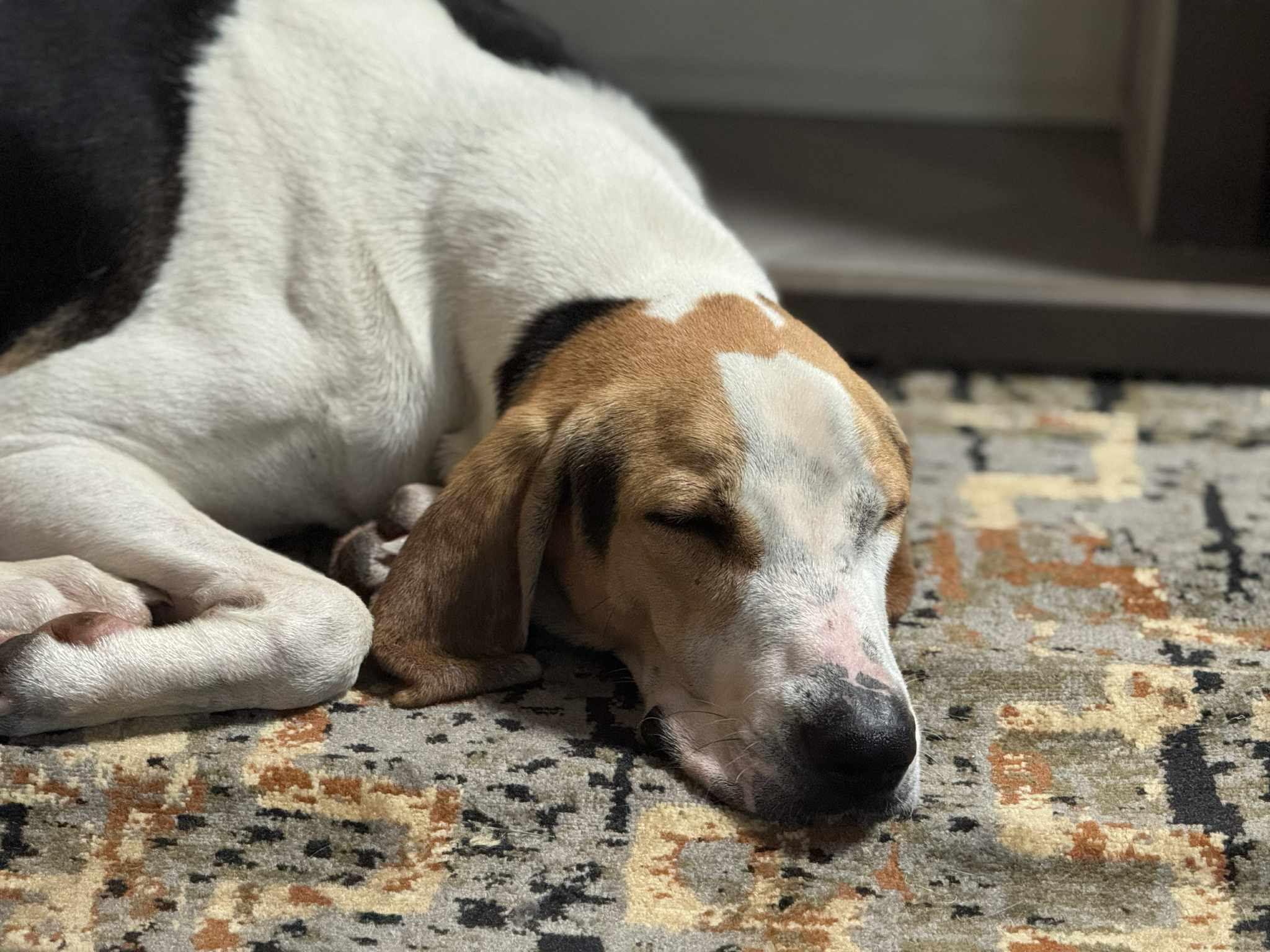 Woody , a ADOPTABLE Treeing Walker Coonhound in Saint Charles, MO image 1/3