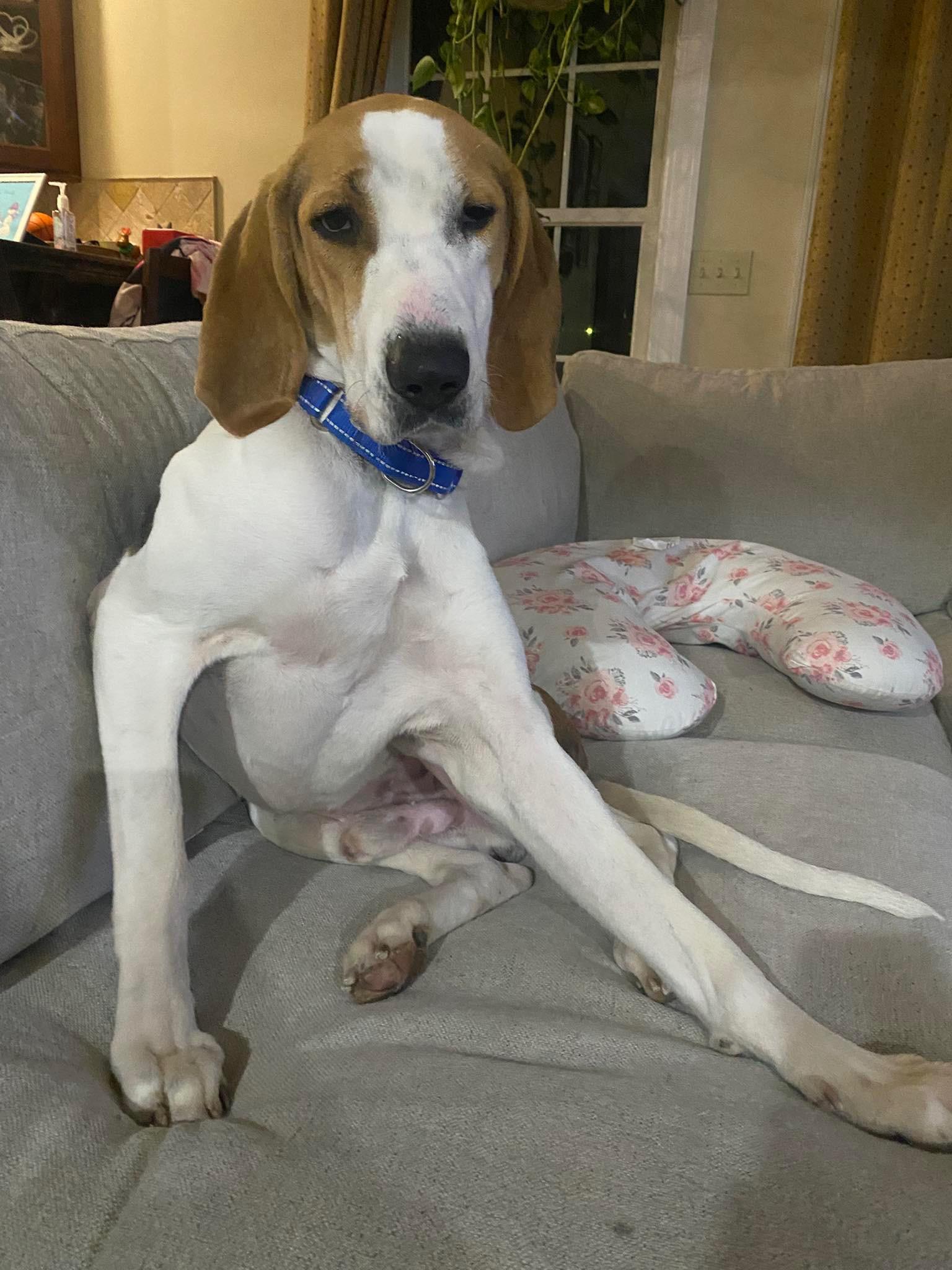 Enlarge Woody , an adopted Treeing Walker Coonhound in Saint Charles, MO image 1/5