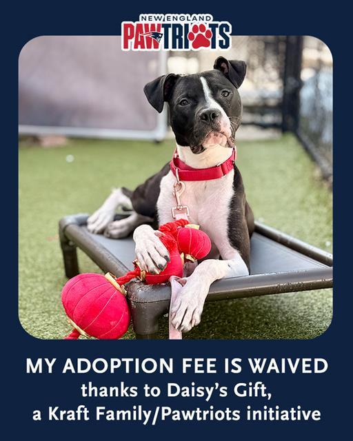 ELVIS, Adoptable, Young Male Staffordshire Bull Terrier & Boxer.
