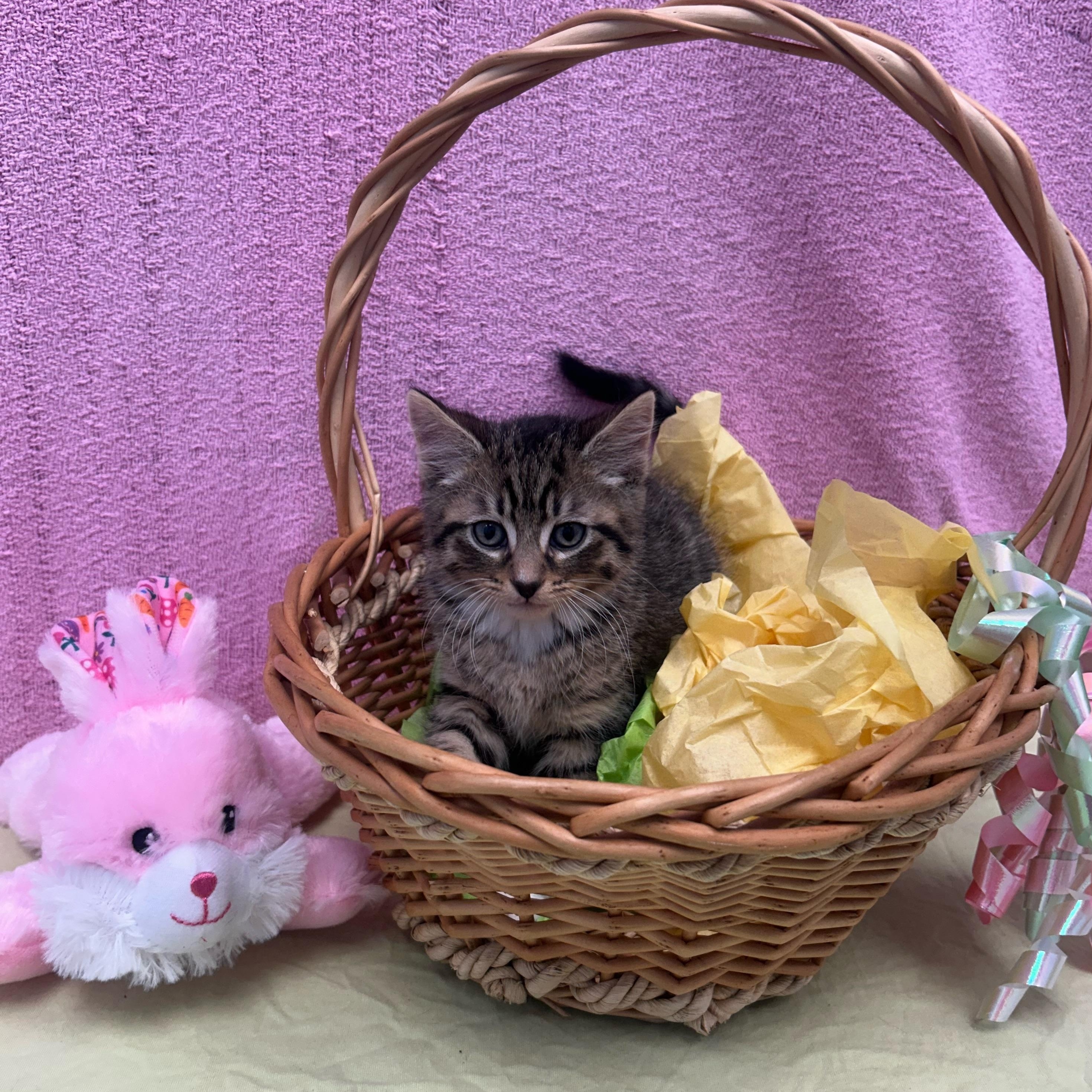 Jonah, a ADOPTABLE Domestic Short Hair in Bear, DE image 2/2