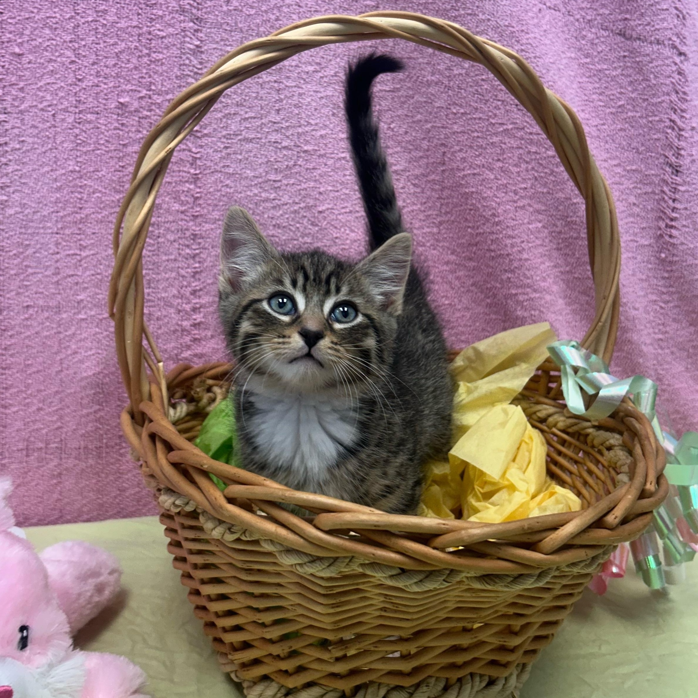 Jonah, a ADOPTABLE Domestic Short Hair in Bear, DE image 1/2