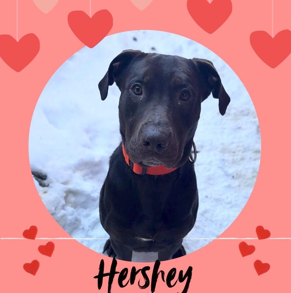 HERSHEY - FULLY SPONSORED! $0 TO ADOPT!, Adoptable, Adult Male Labrador Retriever.