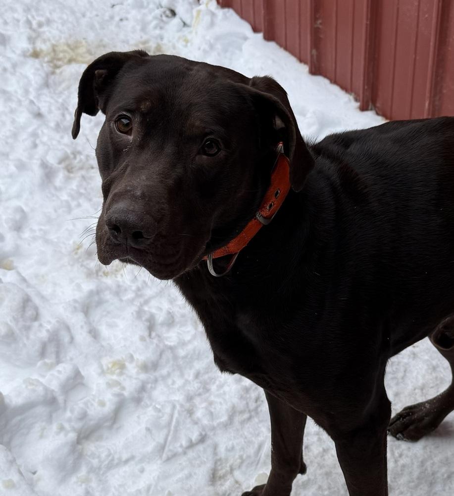 HERSHEY - FULLY SPONSORED! $0 TO ADOPT!, a Adoptable mixed breed in Rochester, IN image 6/6