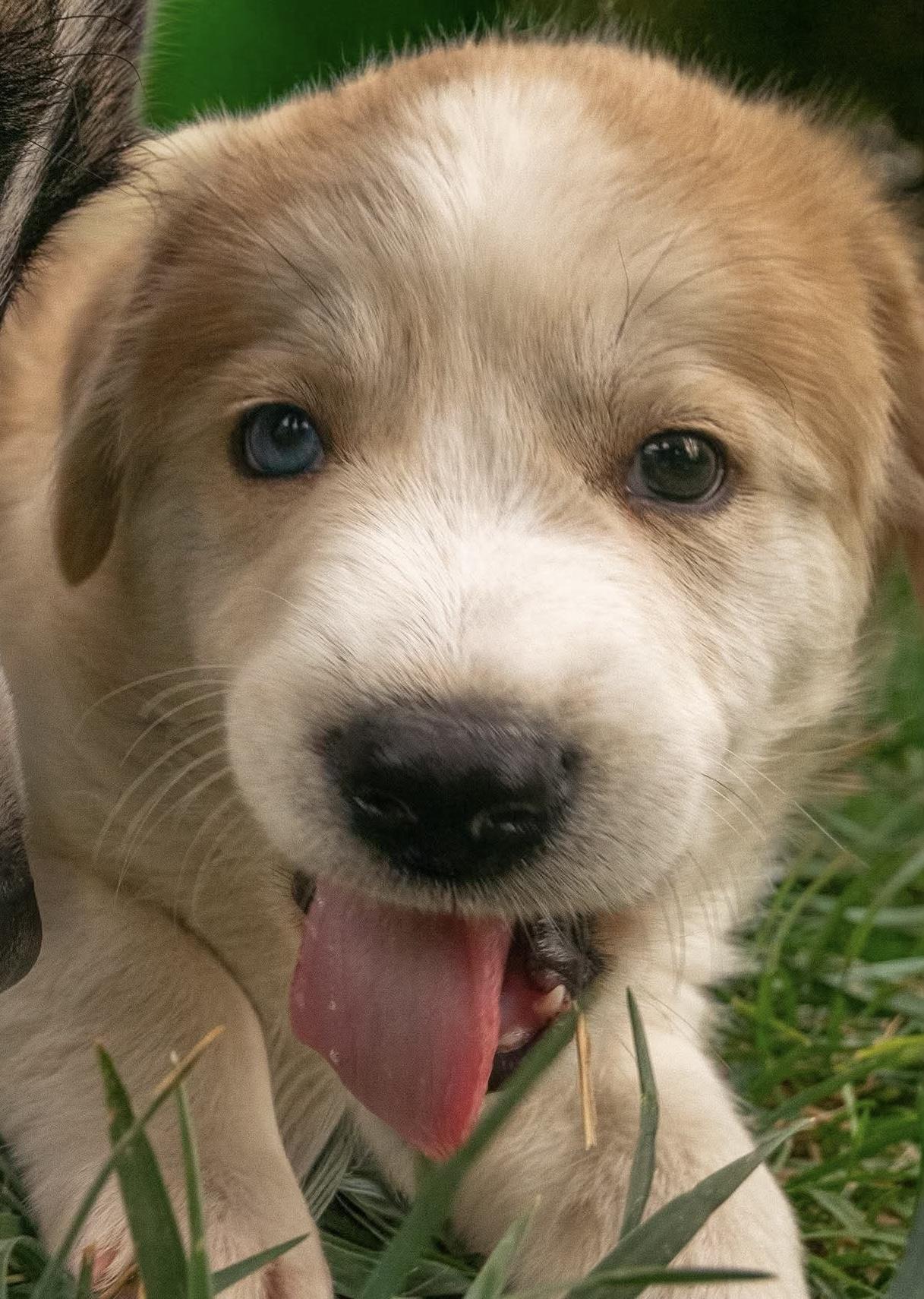 Frost, ADOPTABLE, Puppy Male German Shepherd Dog.