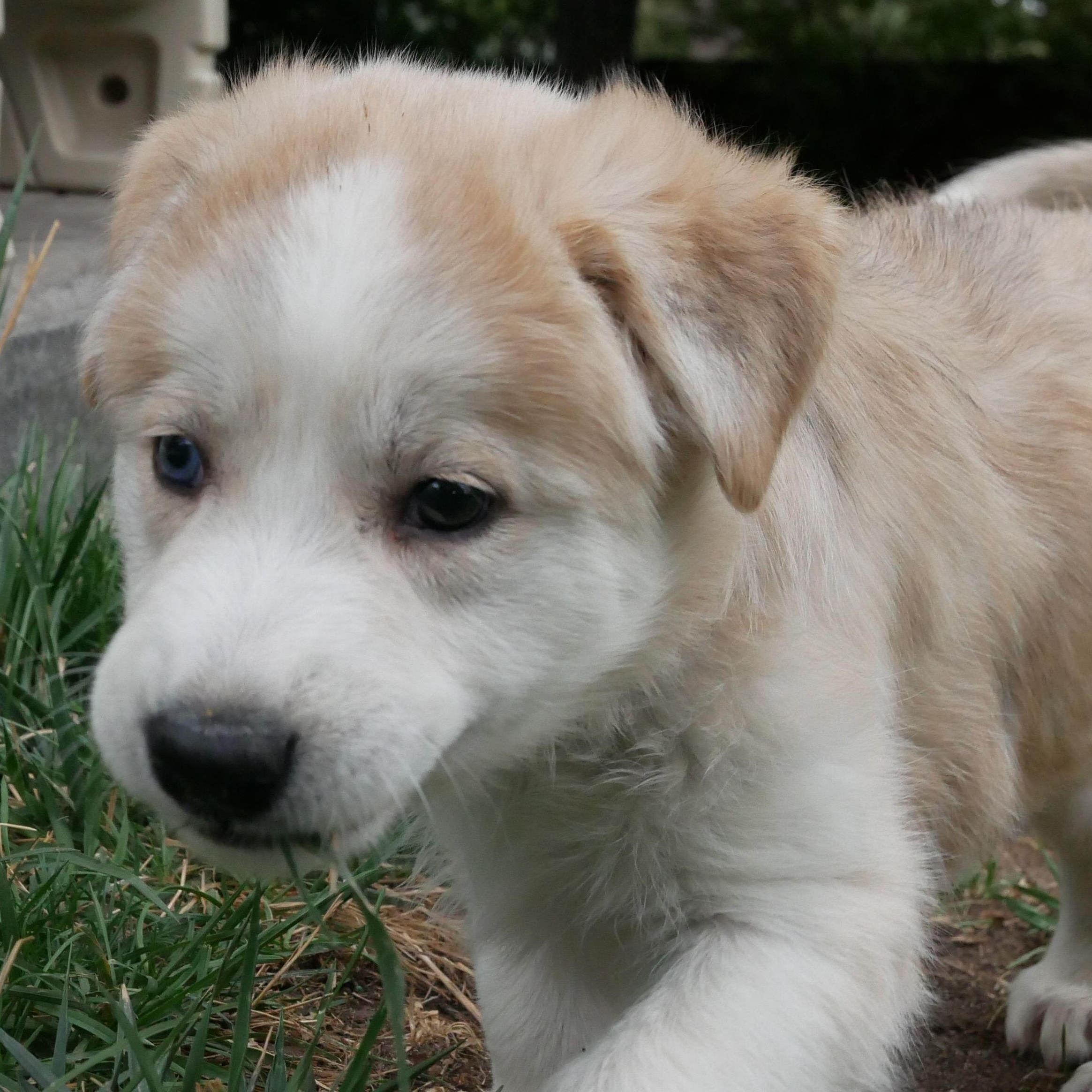 Enlarge Frost, a ADOPTABLE German Shepherd Dog in Elizabeth, CO image 2/2