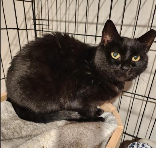 Runny, ADOPTABLE, Adult Female Domestic Short Hair.