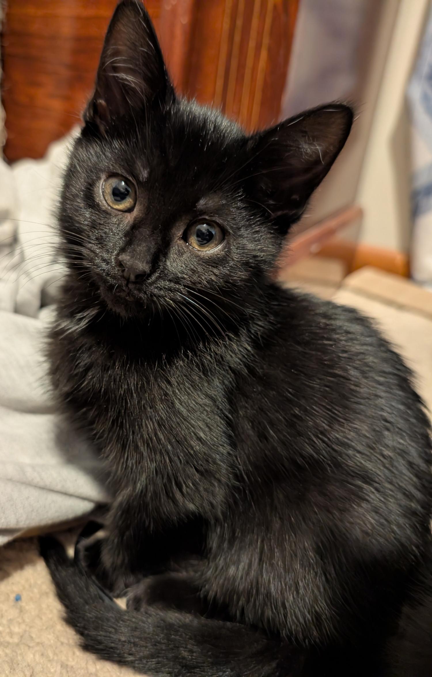 Enlarge Cherry, a ADOPTABLE Domestic Short Hair in Wadsworth, OH image 2/3