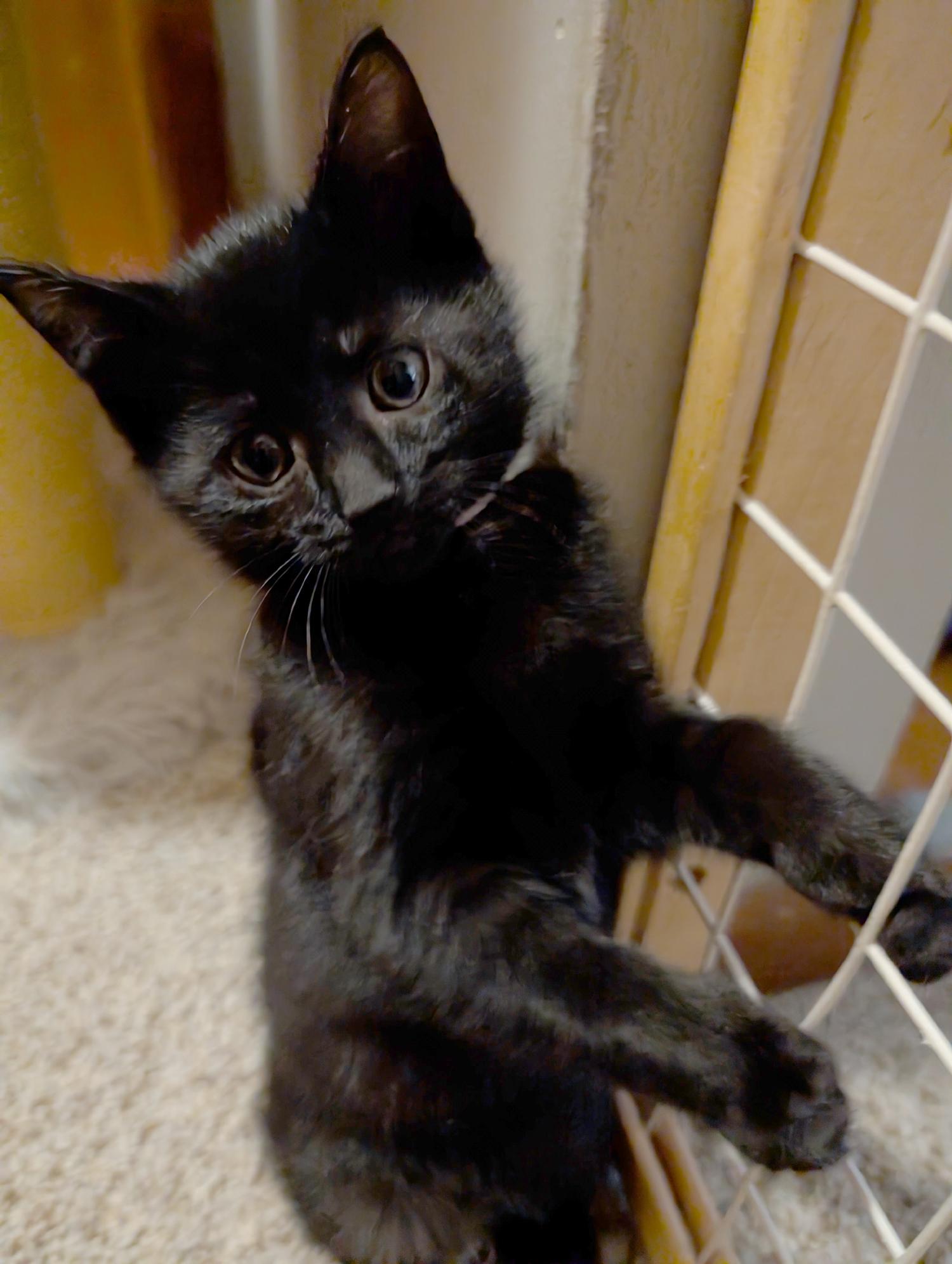 Enlarge Cherry, a ADOPTABLE Domestic Short Hair in Wadsworth, OH image 3/3