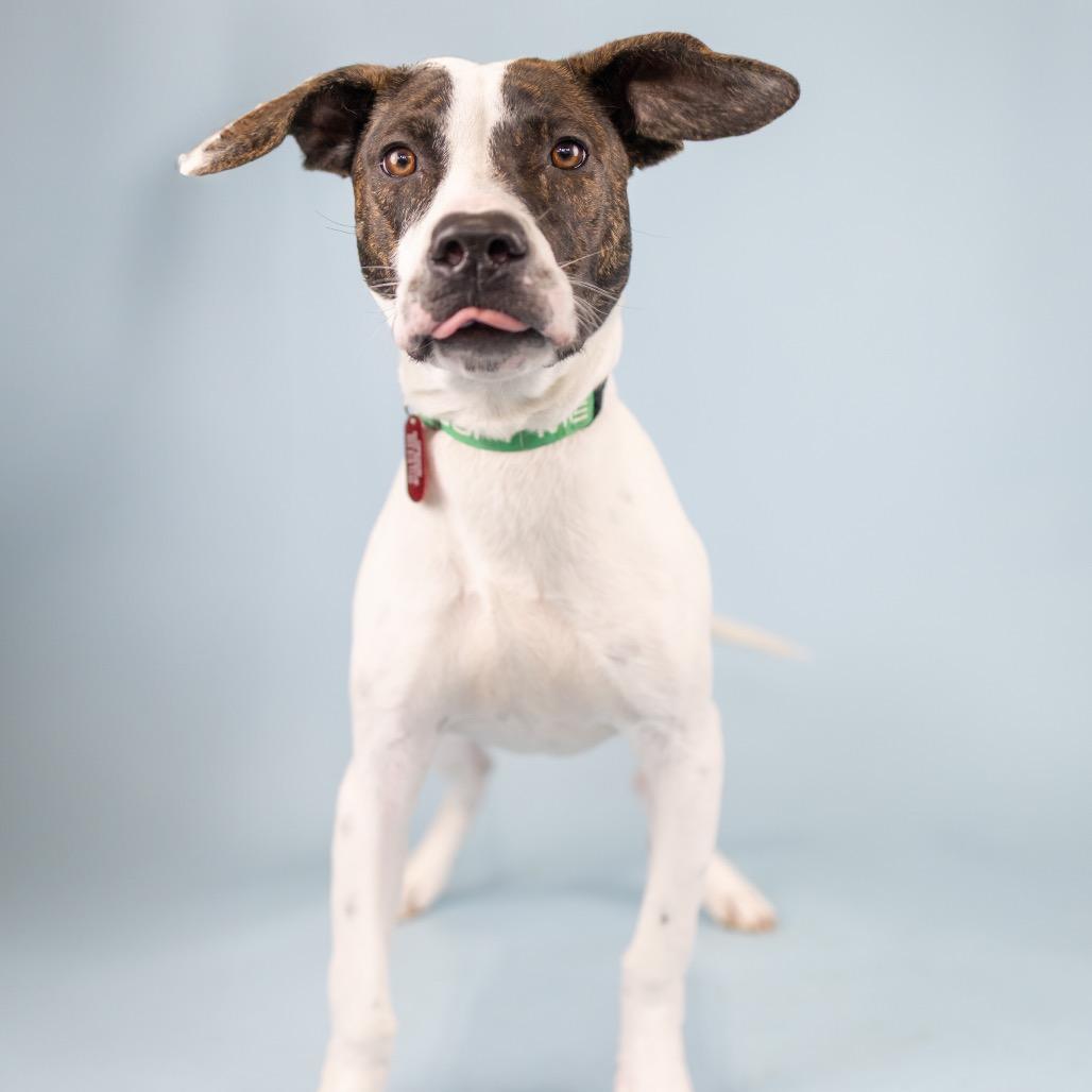 Hailey, Adoptable, Young Female Mixed Breed.