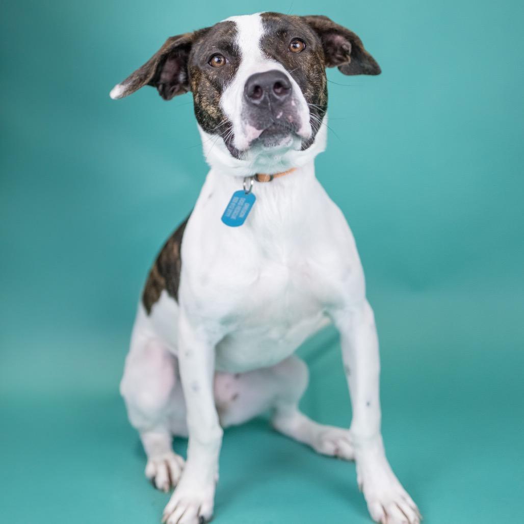 Enlarge Hailey, a Adoptable Mixed Breed in Portland, OR image 2/2