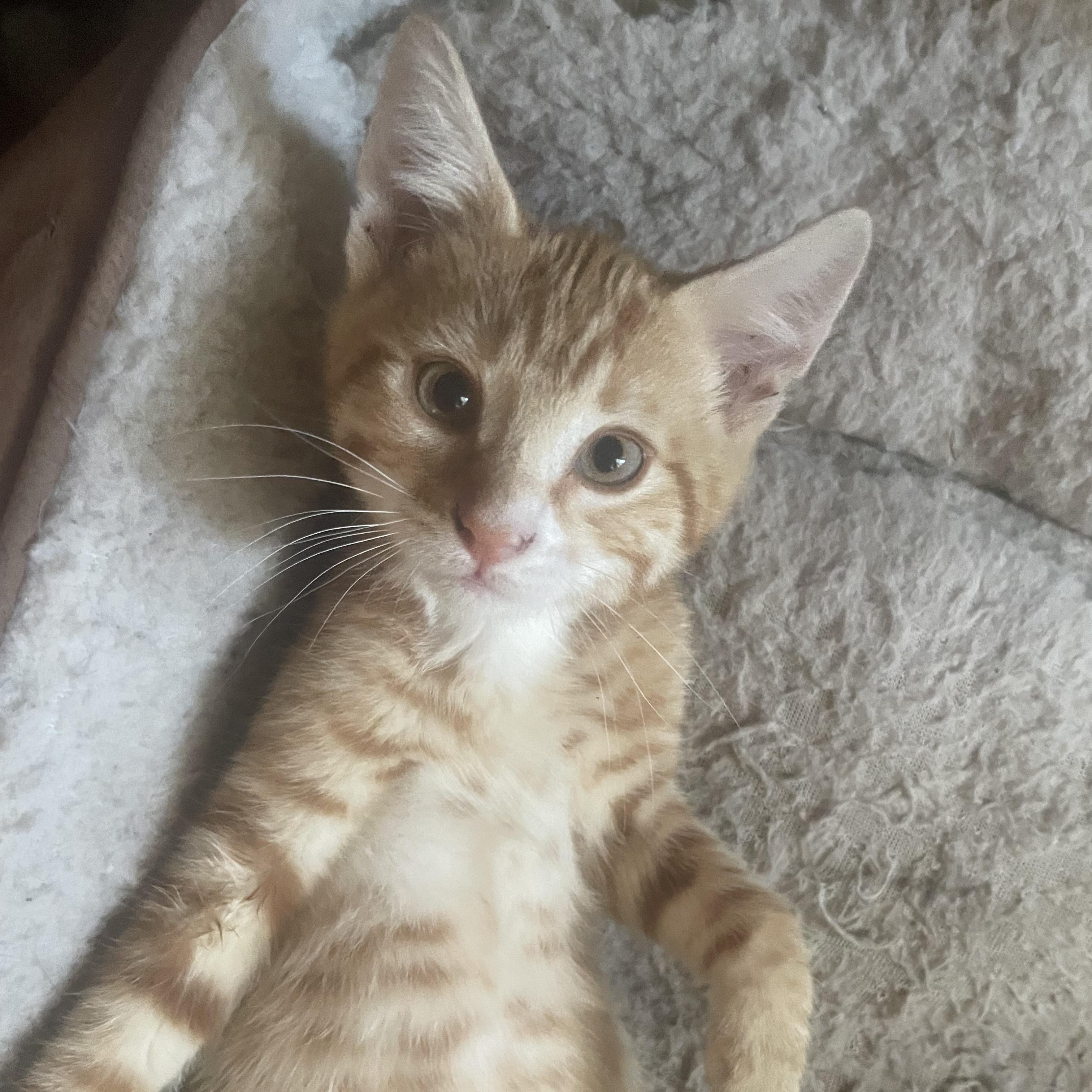 Enlarge Tony, a Adoptable mixed breed in Ellensburg, WA image 1/1