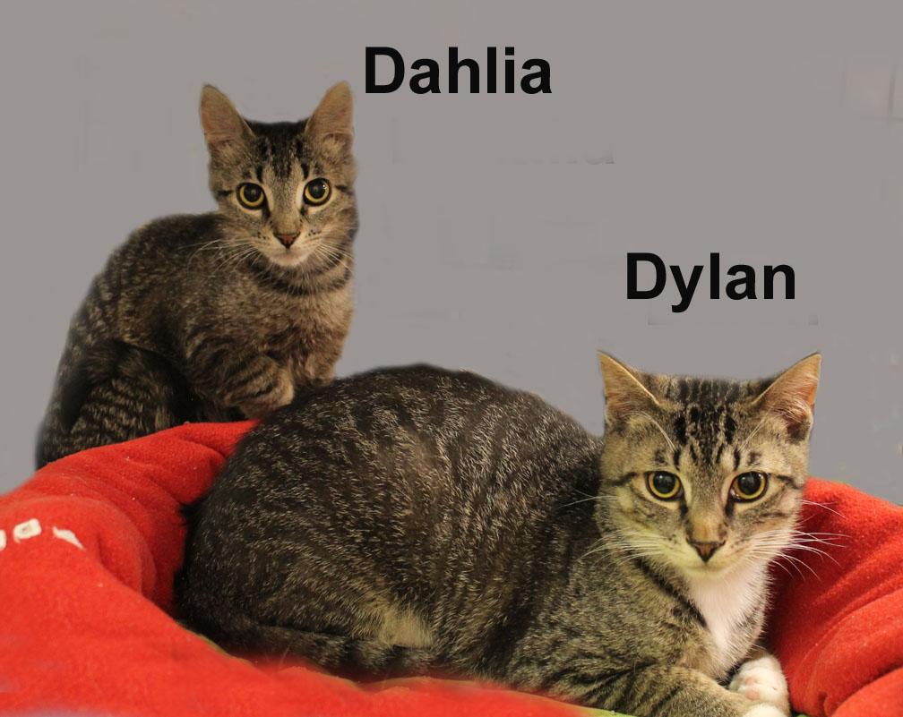 Dylan and Dahlia Sch. (bonded siblings), an adopted mixed breed in Stowe, PA image 2/2
