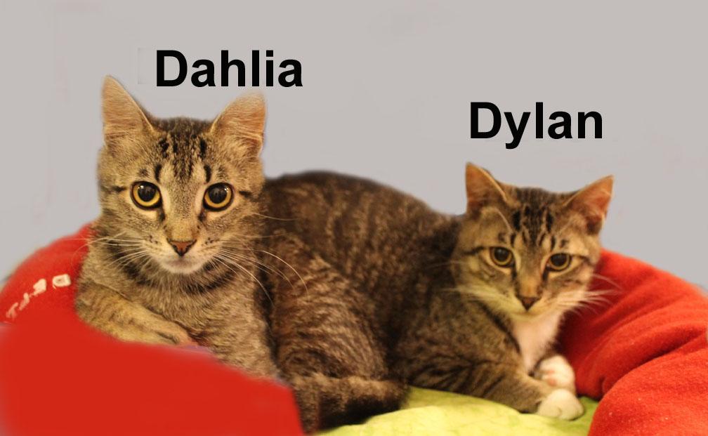 Dylan and Dahlia Sch. (bonded siblings), an adopted mixed breed in Stowe, PA image 1/2
