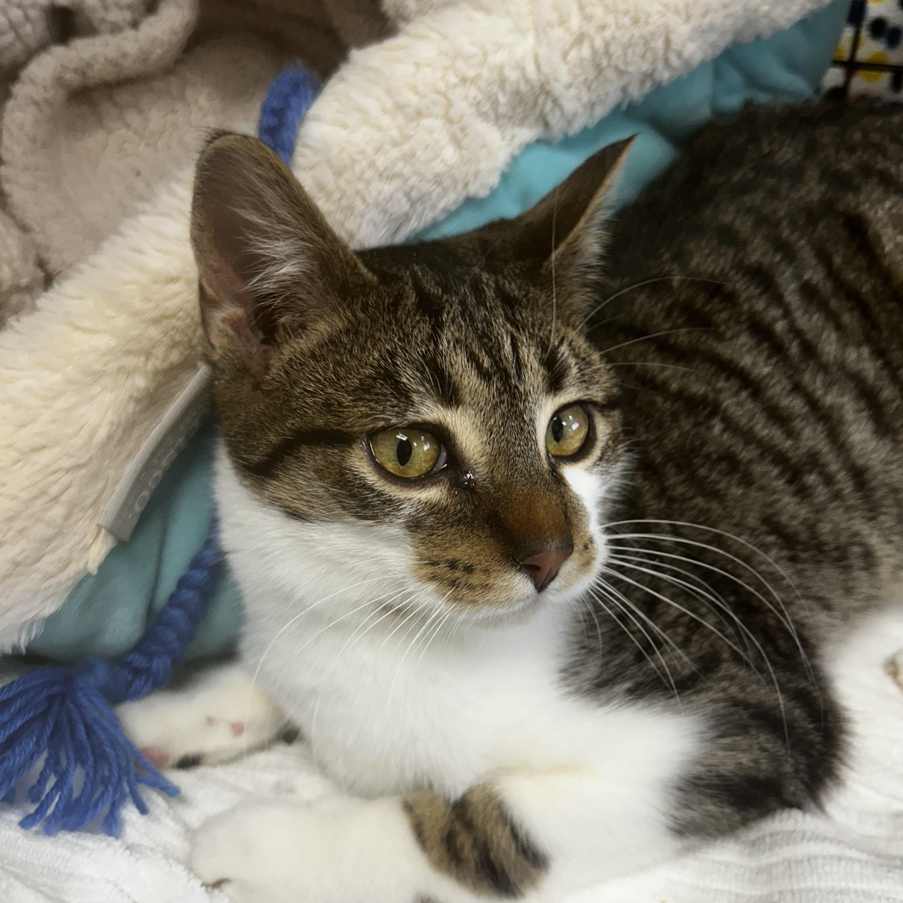 Enlarge Carl, a Adoptable Tabby in Grand Rapids, MI image 4/6