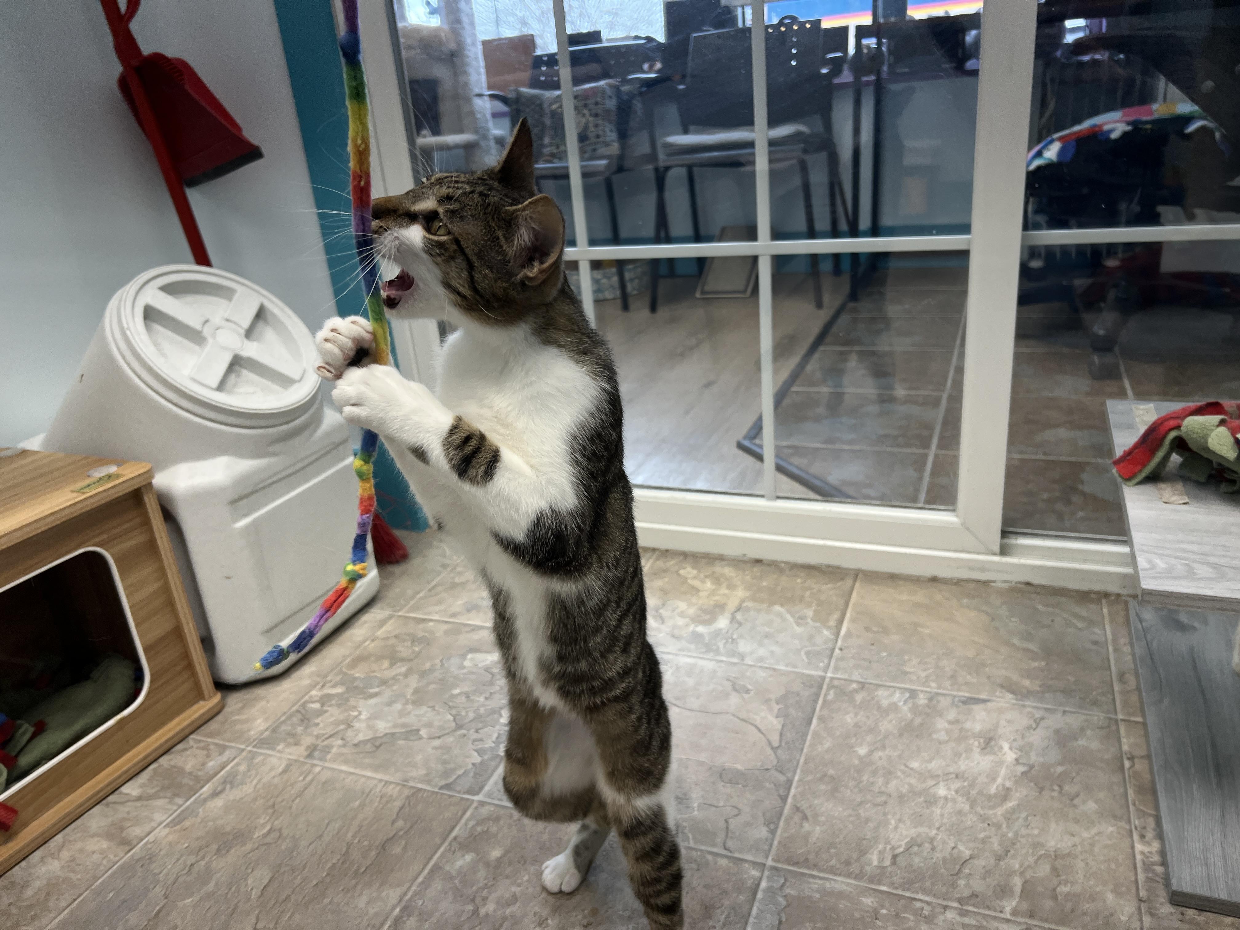 Enlarge Carl, a Adoptable Tabby in Grand Rapids, MI image 6/6