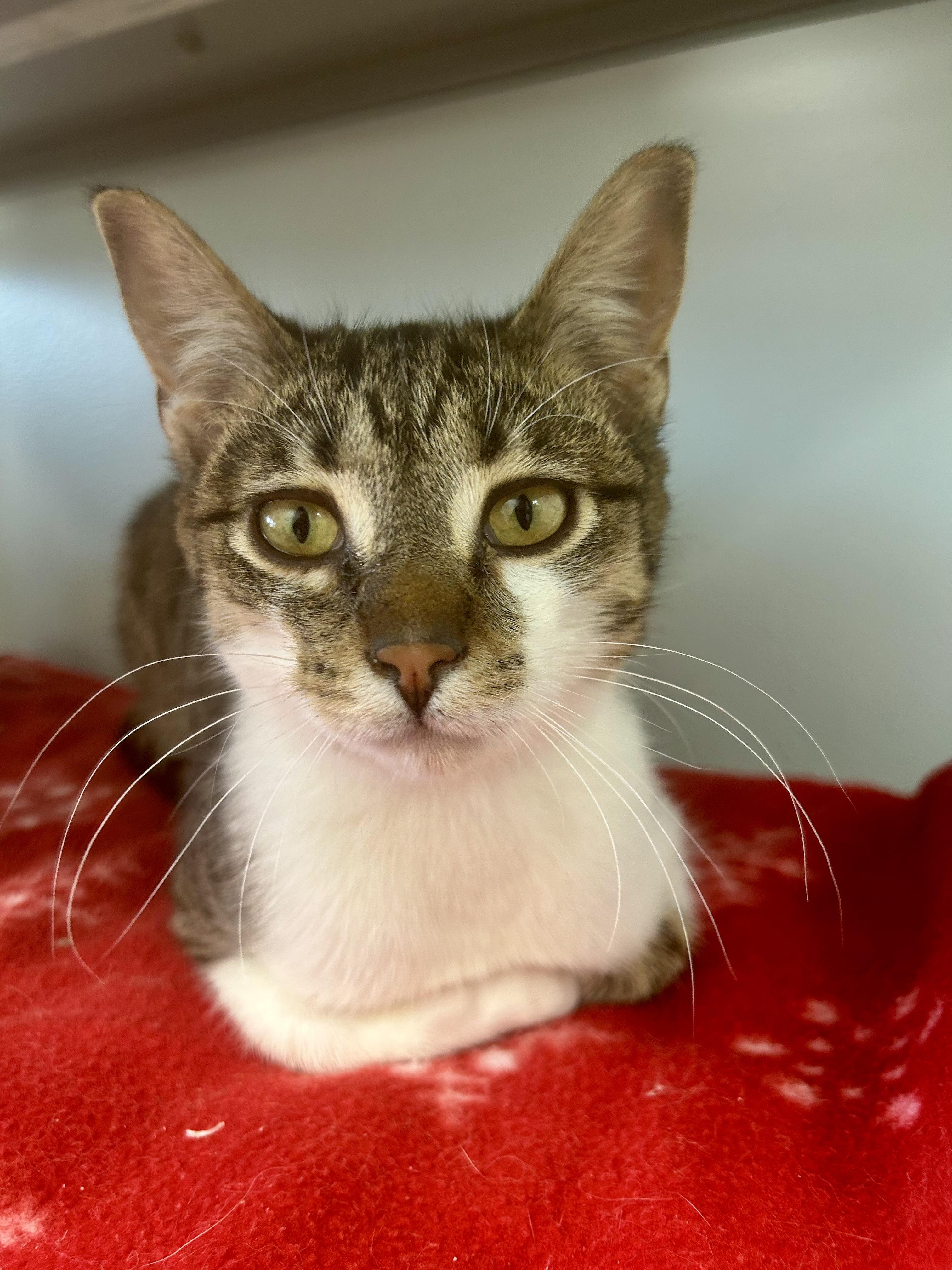Enlarge Carl, a Adoptable Tabby in Grand Rapids, MI image 1/6
