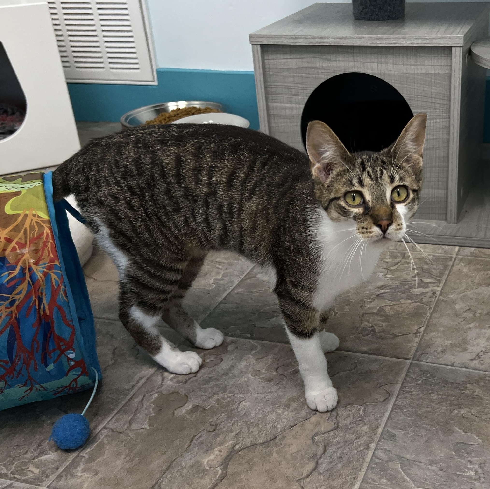 Carl, Adoptable, Kitten Male Tabby.