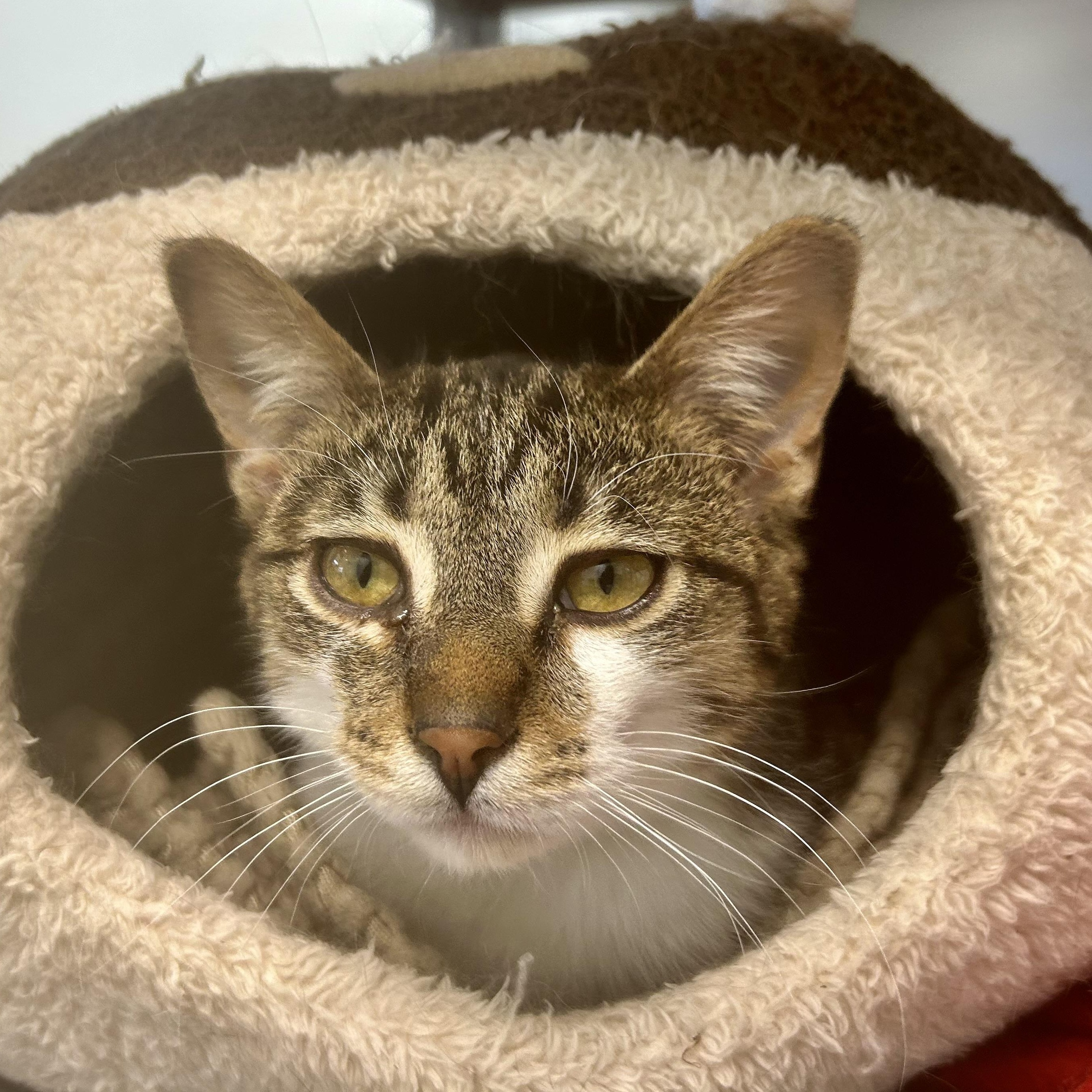 Enlarge Carl, a Adoptable Tabby in Grand Rapids, MI image 6/6