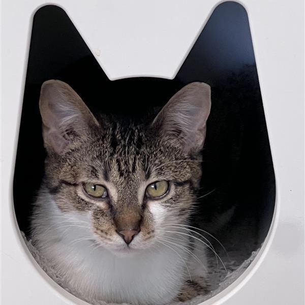 Enlarge Carl, a Adoptable Tabby in Grand Rapids, MI image 2/6