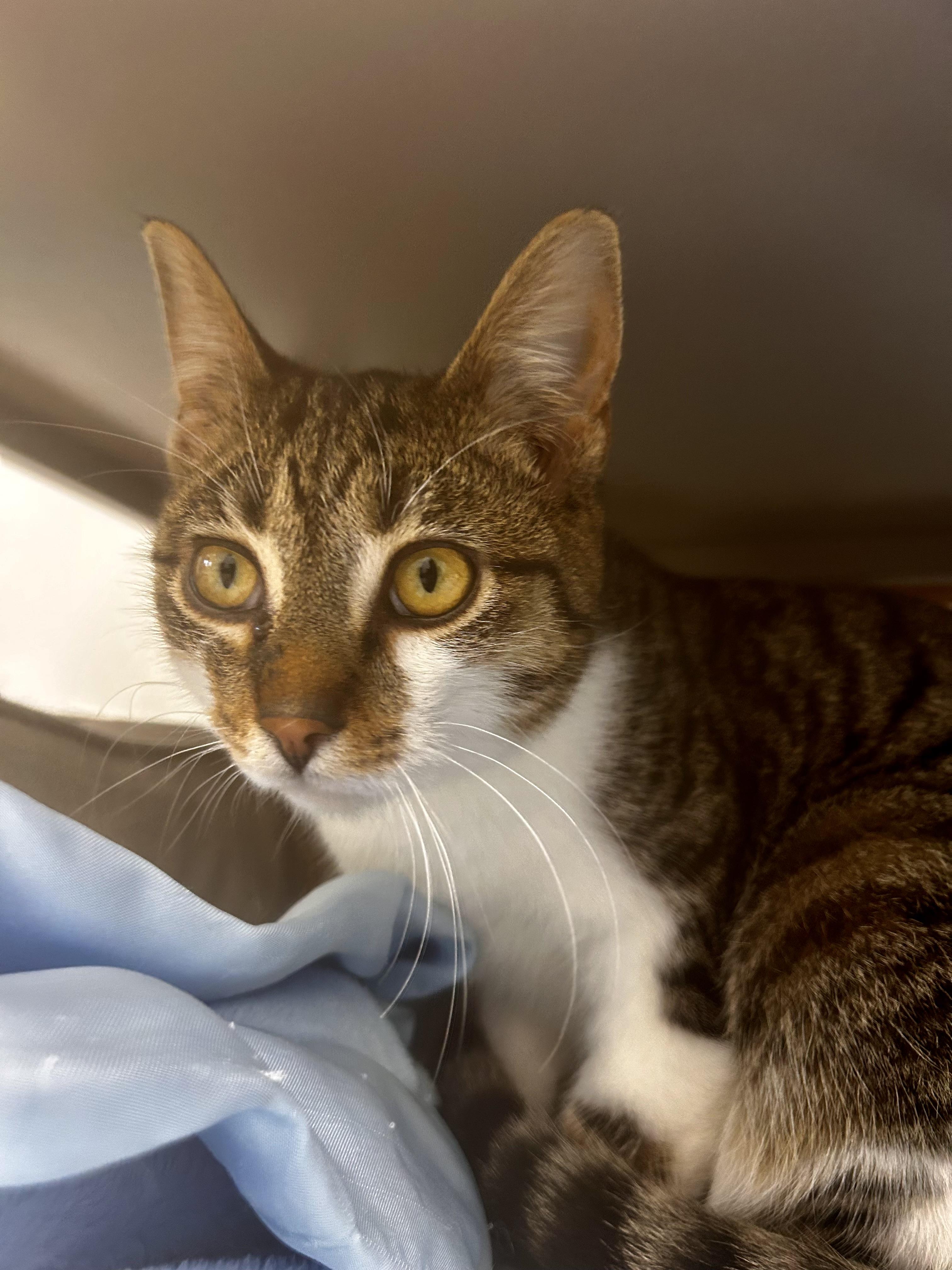 Enlarge Carl, a Adoptable Tabby in Grand Rapids, MI image 5/6