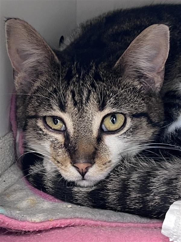 Enlarge Carl, a Adoptable Tabby in Grand Rapids, MI image 3/6