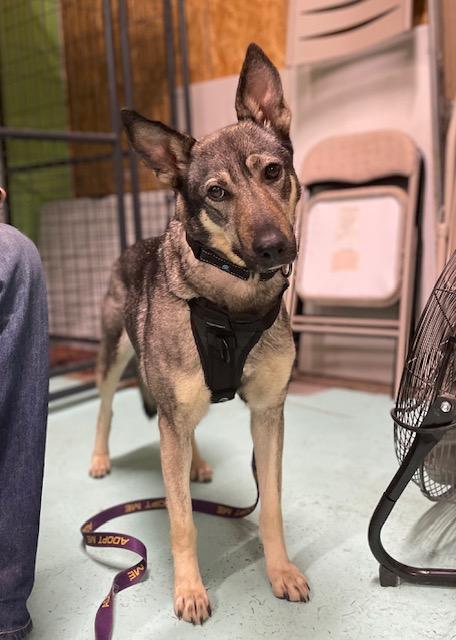 Enlarge Gracie, a Adoptable mixed breed in Milton, PA image 1/5