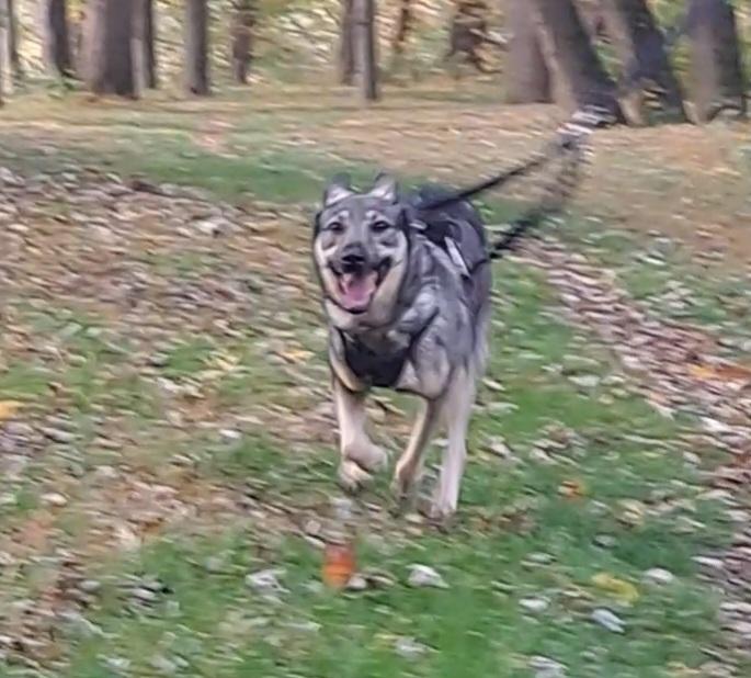 Enlarge Gracie, a Adoptable mixed breed in Milton, PA image 3/5