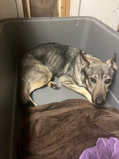 Enlarge Gracie, a Adoptable mixed breed in Milton, PA image 4/5