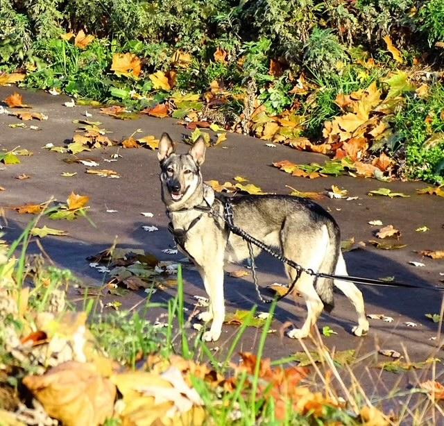 Enlarge Gracie, a Adoptable mixed breed in Milton, PA image 5/5