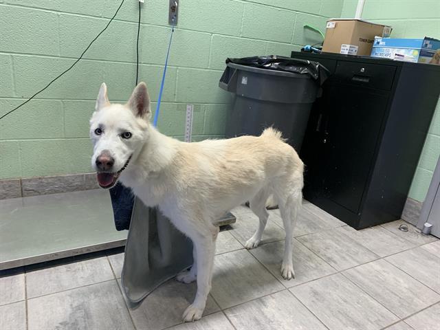 ASPEN, Adoptable, Adult Female Siberian Husky & Mixed Breed.